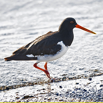 South Island Oystercatcher