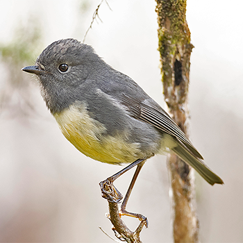 South Island Robin
