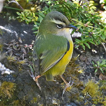 South Island Rockwren