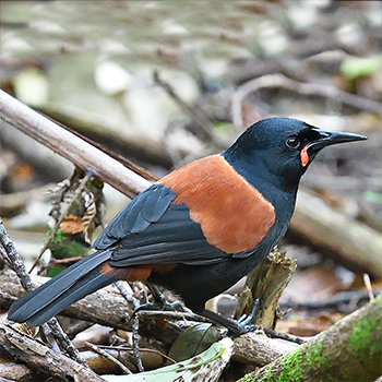 South Island Saddleback