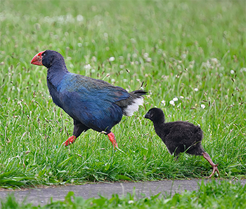 South Island Takahe