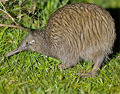 Southern Brown Kiwi