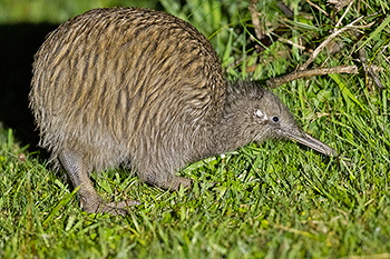 Southern Brown Kiwi
