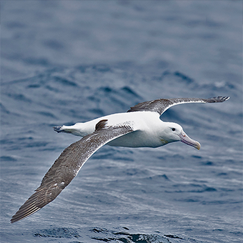 Southern Royal Albatross