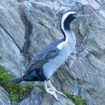 Spotted Shag