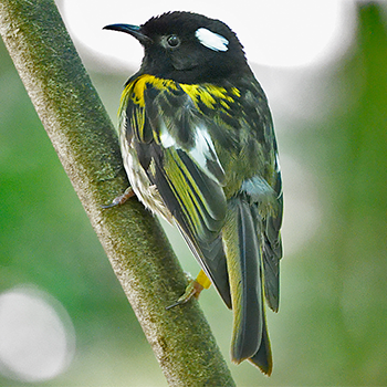 Stitchbird
