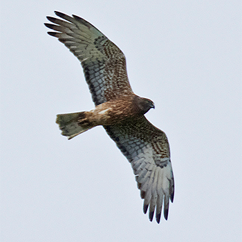 Swamp Harrier