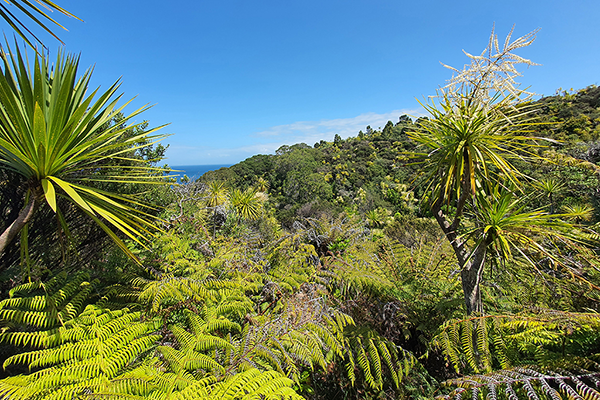 Tiritiri Matangi Island