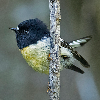 Tomtit (South Island)