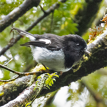 Tomtit (North Island)