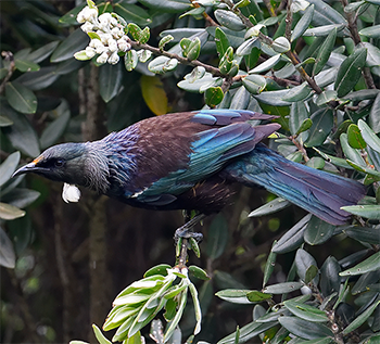 Tui