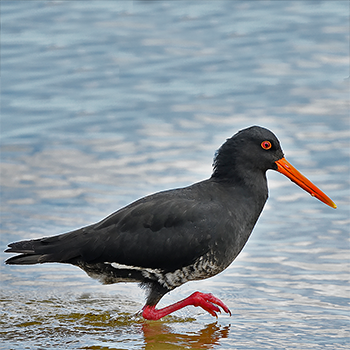 Variable Oystercatcher