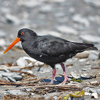 Variable Oystercatcher