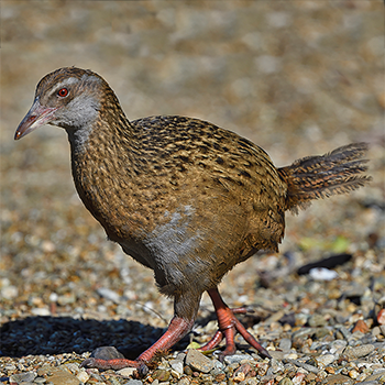 Weka