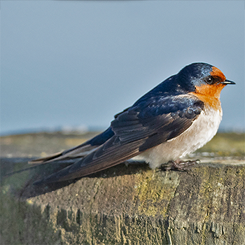 Welcome Swallow