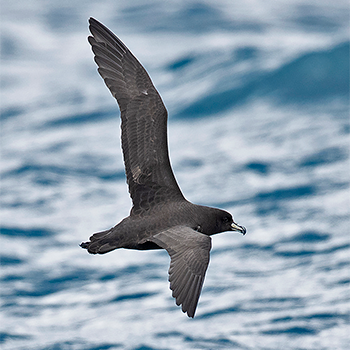 Westland Petrel