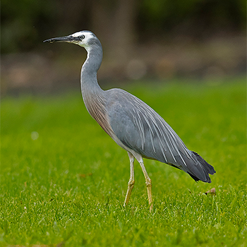 White-faced Heron