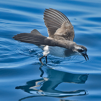 White-faced Storm Petrel
