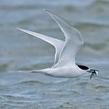 White-fronted Tern