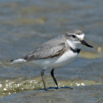 Wrybill