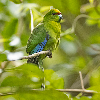 Yellow-crowned Parakeet