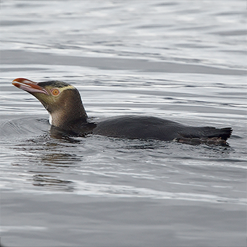 Yellow-eyed Penguin