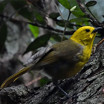 Yellowhead