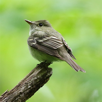 Acadian Flycatcher