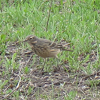American Pipit