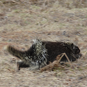 American Porcupine