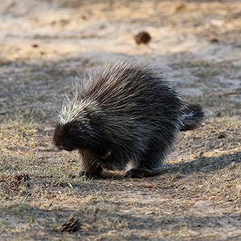 American Porcupine
