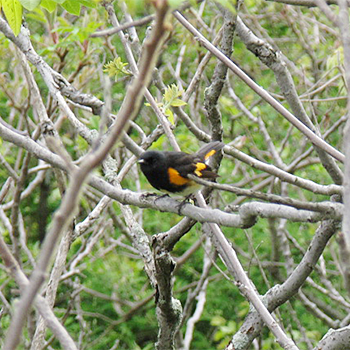 American Redstart