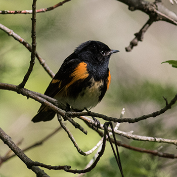 American Redstart