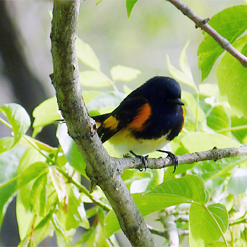 American Redstart