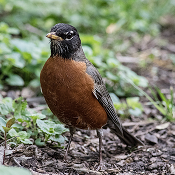 American Robin