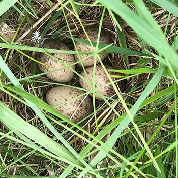 American Woodcock nest