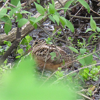 American Woodcock