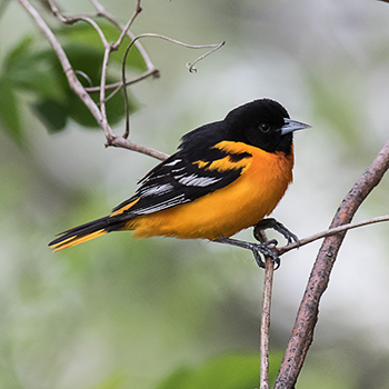 Baltimore Oriole