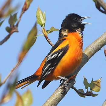 Baltimore Oriole