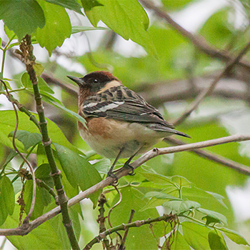 Bay-breasted Warbler