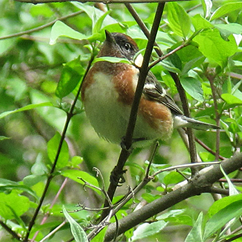 Bay-breasted Warbler