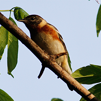 Bay-breasted Warbler