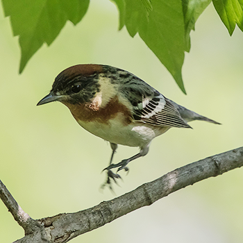 Bay-breasted Warbler