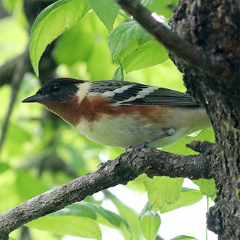 Bay-breasted Warbler
