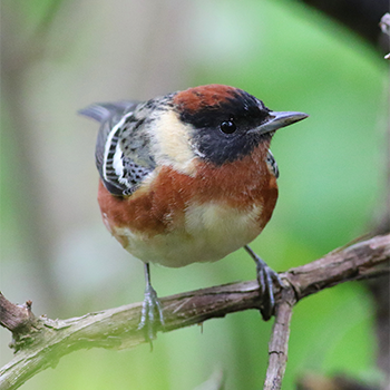 Bay-breasted Warbler