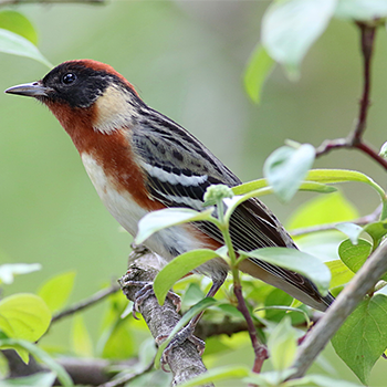 Bay-breasted Warbler