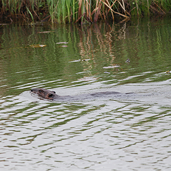 Beaver