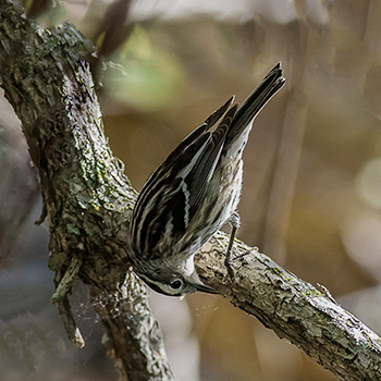 Black-and-white Warbler
