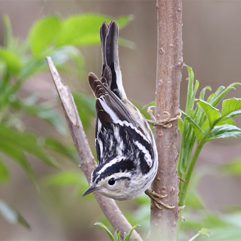 Black-and-white Warbler