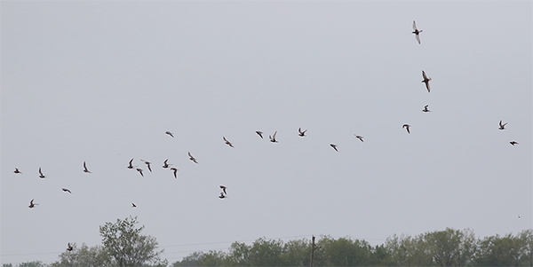 Black-bellied (Grey) Plovers